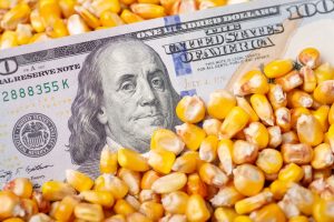 The transgenic corn panel between Mexico and the US; a $5 billion dispute