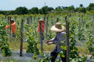 Undocumented farmers in South Florida, "very scared" of Trump's immigration policies