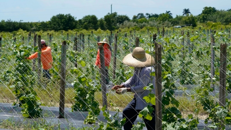 Undocumented farmers in South Florida, "very scared" of Trump's immigration policies