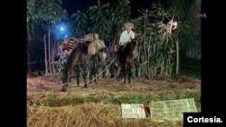 A farmer riding his horse, who relates in this Living Table the indispensable relationship for farmers and ranchers of the Caribbean savannahs in the development of their daily activities with these animals. [Foto: cortesía del Festival Folclórico de la Algarroba]