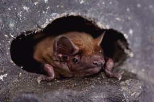 Common noctule bat