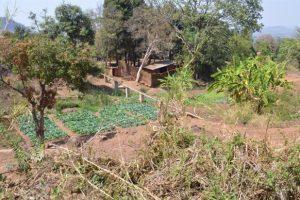 Rural households in Africa often grow many different types of crops on their small holdings.