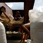 Cuba gives land to Vietnamese company to produce rice