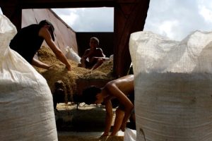 Cuba gives land to Vietnamese company to produce rice