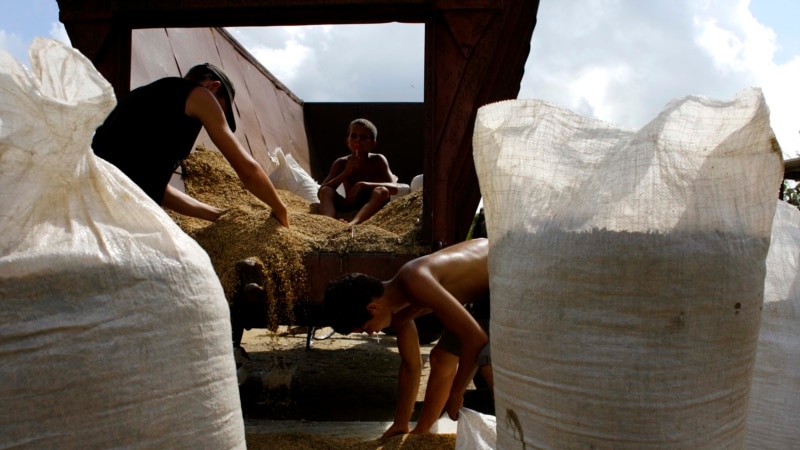 Cuba gives land to Vietnamese company to produce rice