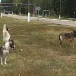 Dogs that live in the Chernobyl zone