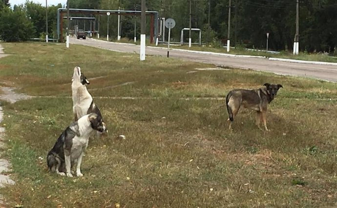 Dogs that live in the Chernobyl zone