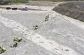 Huge 'dinosaur highway' excavated in English quarry