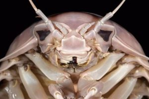 Head of Bathynomus vaderi