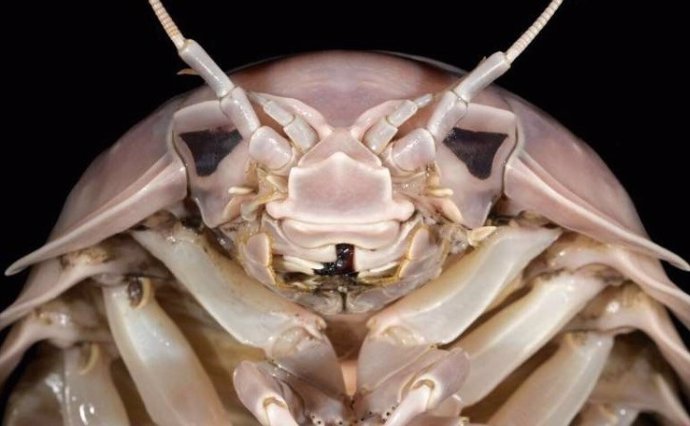 Head of Bathynomus vaderi