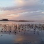 The team analyzed genetic material from microbes in a unique archive of water samples collected over 20 years in Lake Mendota in Wisconsin.