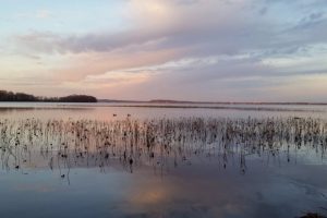 The team analyzed genetic material from microbes in a unique archive of water samples collected over 20 years in Lake Mendota in Wisconsin.