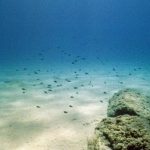 Large amounts of organic carbon remain preserved in marine sediments