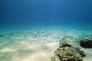 Large amounts of organic carbon remain preserved in marine sediments