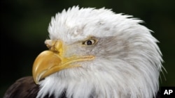 A bald eagle can also survive in captivity with a longer life expectancy in breeding and conservation programs, as shown in this image of a specimen at the Oregon Zoo in Portland, August 4, 2010.