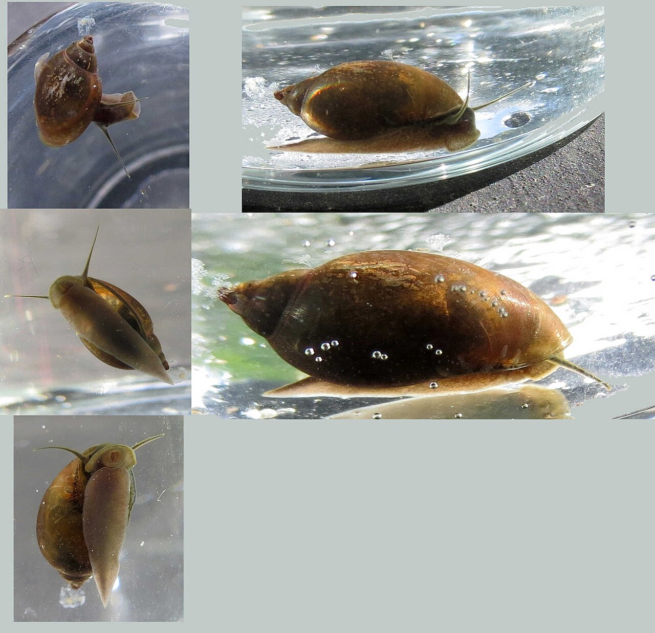 UK zoos take in rare snails bred in a Welsh back garden